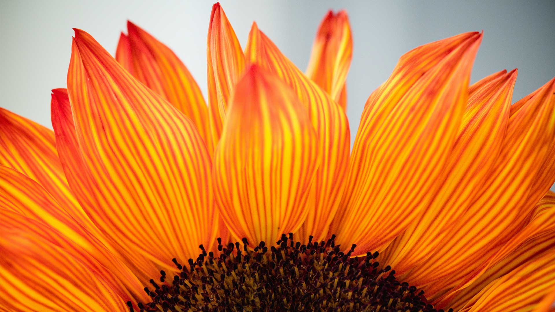 Joyful living: A close-up image of a sunflower with bright yellow-orange petals and a black centre.